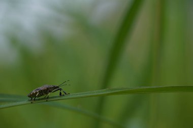 güzel böcekler, doğa arka planı 
