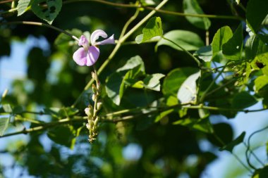 Güzel botanik fotoğrafı, doğal duvar kağıdı.