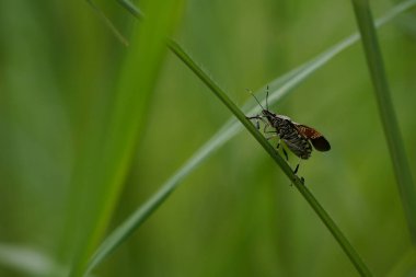Bulanık doğa arka planında güzel böceklerin görüntüsünü kapat