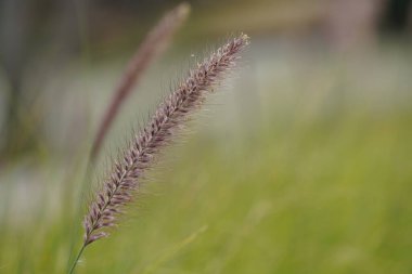 İlkbaharda çayırda güzel yabani otlar