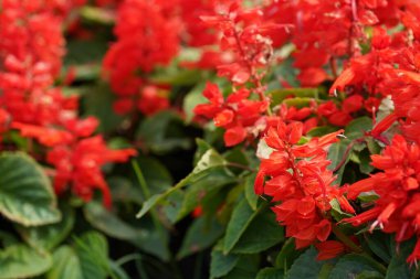 Bahçede çiçek açan güzel kırmızı çiçeklerin yakın plan görüntüsü, seçici odaklanma