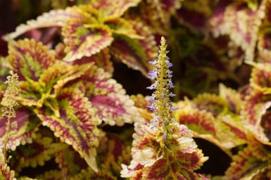 Güzel botanik çekimi, doğal arka plan.