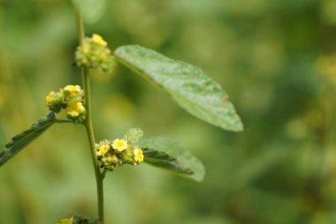 Yeşil bir çayırda güzel bahar çiçekleri