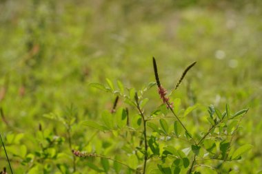Doğada büyüyen güzel botanik bitkileri 