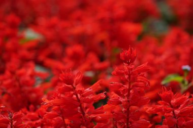 Bahçede çiçek açan güzel kırmızı çiçeklerin yakın plan görüntüsü, seçici odaklanma