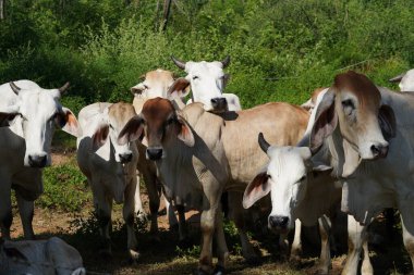 Yaz mevsiminde çayırdaki inekler 