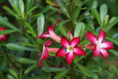 Bahçede çiçek açan güzel çiçeklerin yakın çekim görüntüsü