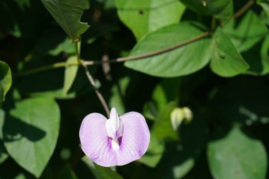 Güzel botanik fotoğrafı, doğal duvar kağıdı.