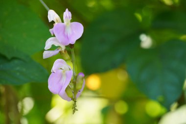 Güzel çiçekler, çiçek konsepti