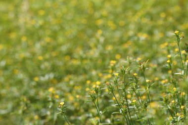 Bahçede yeşil çimenler ve küçük çiçekler