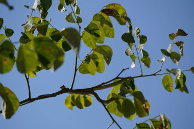Ağaçtaki yeşil yapraklar
