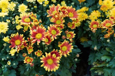 Bahçedeki güzel çiçeklerin yakın görüntüsü.