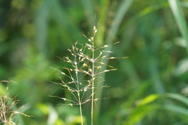 Güzel botanik fotoğrafı, doğal duvar kağıdı.