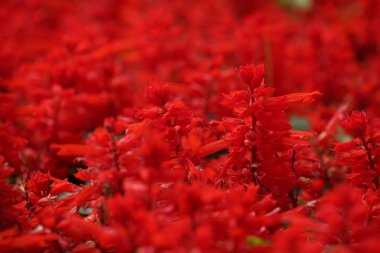 Bahçede çiçek açan güzel kırmızı çiçeklerin yakın plan görüntüsü, seçici odaklanma