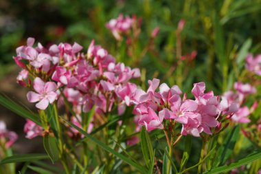 Bahçede çiçek açan güzel çiçeklerin yakın çekim görüntüsü
