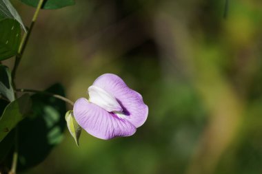 Bahçedeki güzel pembe çiçek
