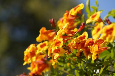 Bahçedeki güzel çiçekler