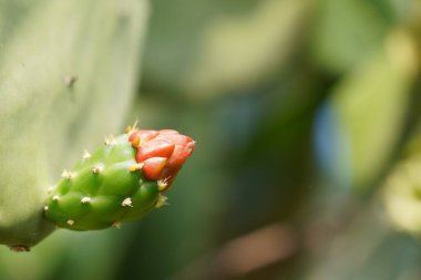 Bahçede büyüyen bir kaktüse yakın.