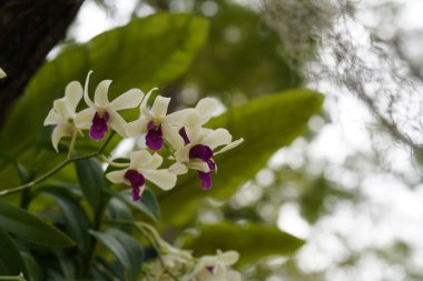 Güzel botanik fotoğrafı, doğal duvar kağıdı.