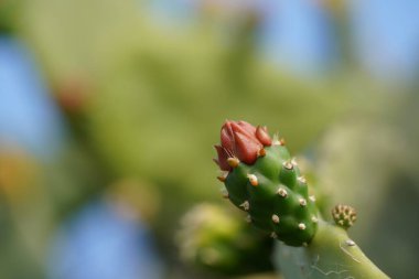 Bahçede büyüyen kaktüse yakın.