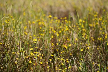 Bahçedeki güzel çiçekler