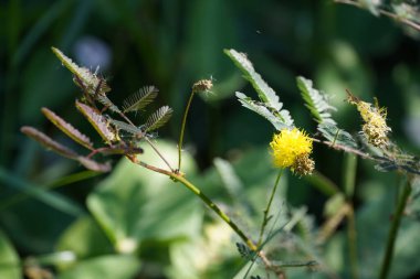 Güzel botanik fotoğrafı, doğal duvar kağıdı.
