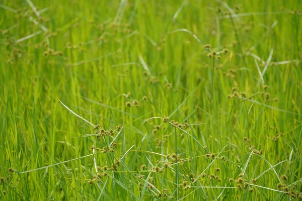 Groen Gras Een Achtergrond Van Een Weide Close — Stockfoto