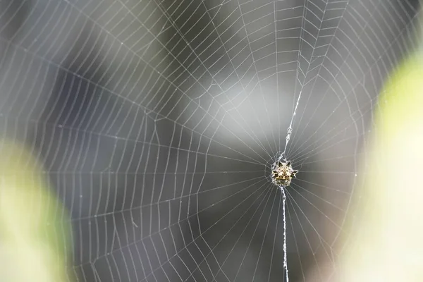 Spider Web Abstracte Achtergrond — Stockfoto