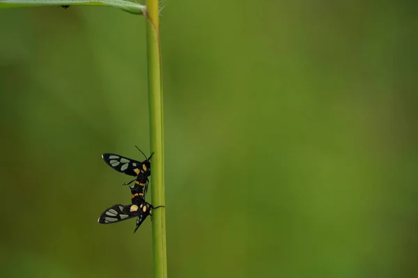 美しい昆虫自然背景 — ストック写真