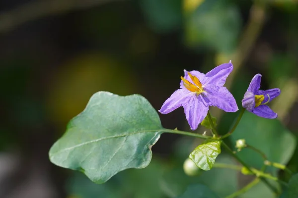 Vackra Lila Blommor Den Gröna Trädgården — Stockfoto