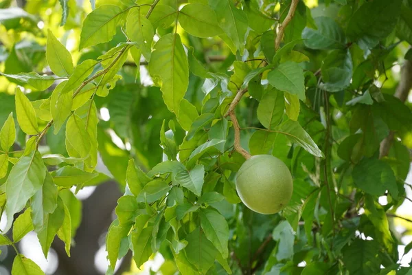 Fruits Verts Poussant Dans Verger — Photo