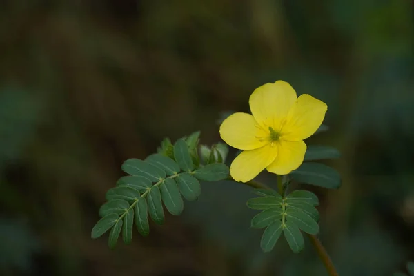 Bellissimi Fiori Gialli Giardino — Foto Stock