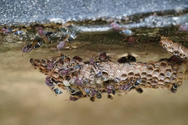 Closeup View Bees Apiary — Stock Photo, Image