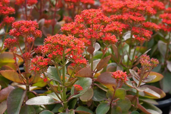 Gündüzleri bahçede yetişen güzel kırmızı çiçekler.