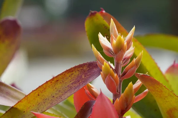 Beautiful Botanical Shot Natural Wallpaper — Stock Photo, Image