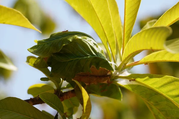 Yeşil yapraklı böceklerin yakın plan görüntüsü, bitki örtüsü.