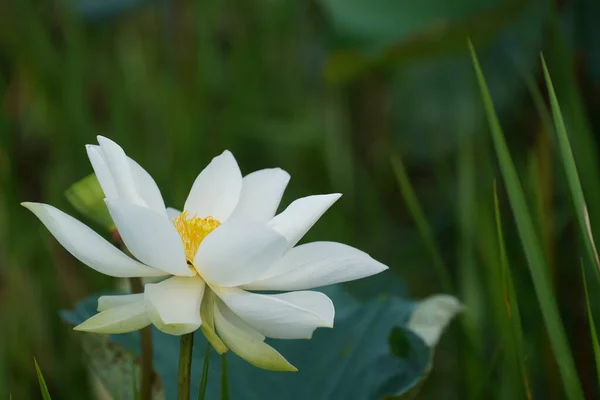 Красивые Цветы Лотоса Саду — стоковое фото
