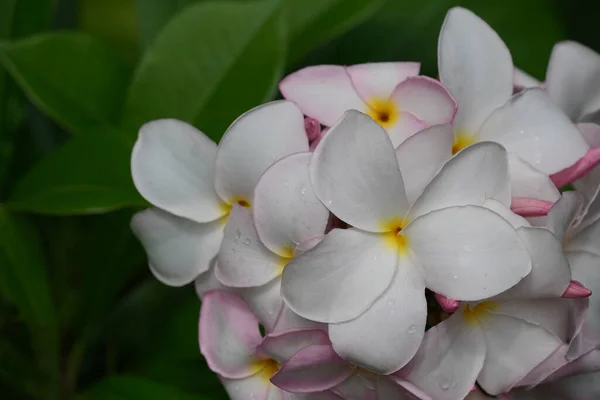 Piękne Białe Kwiaty Storczyki Ogrodzie — Zdjęcie stockowe