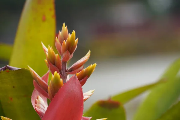 Perto Flores Tropicais Jardim — Fotografia de Stock