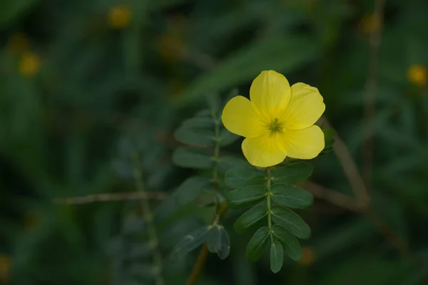 Bellissimo Fiore Giallo Giardino — Foto Stock