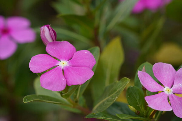 красивые розовые цветы в саду