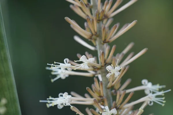 Close Uma Planta Verde Com Fundo Borrado — Fotografia de Stock