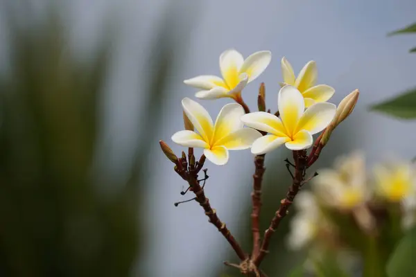 Fleurs Plumeria Blanches Dans Jardin — Photo