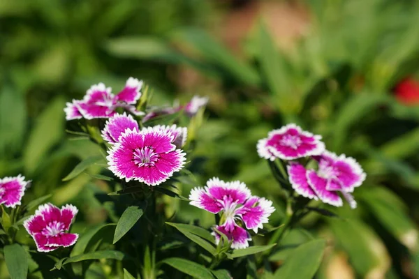 Hermosas Flores Rosadas Jardín —  Fotos de Stock
