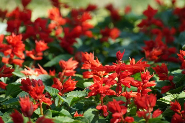 Bahçedeki güzel çiçekler