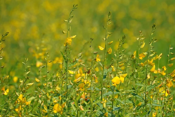 緑の草原の黄色の花のクローズアップ — ストック写真