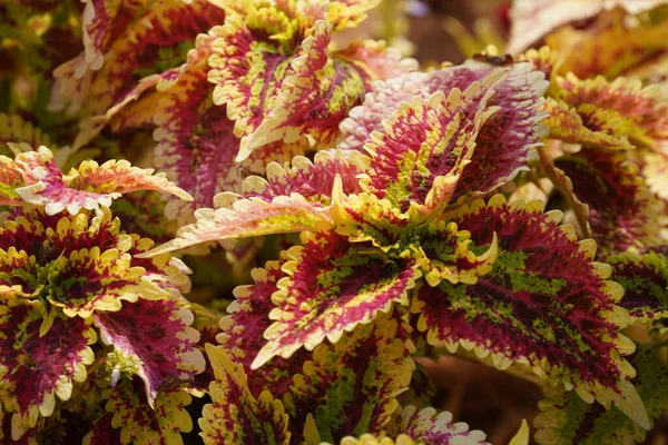 Güzel botanik çekimi, doğal arka plan.