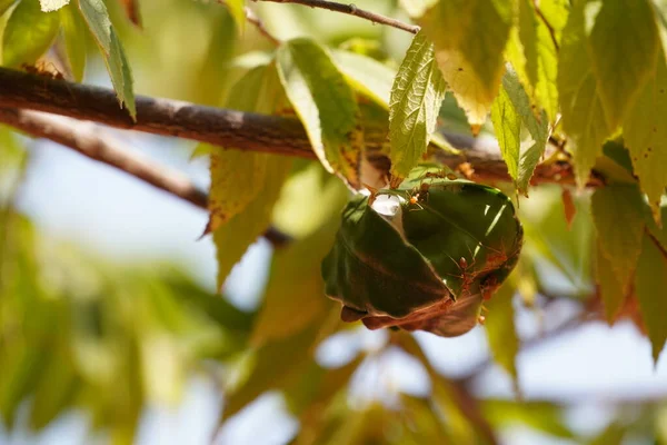 Close Van Insecten Groene Bladeren Bladeren Van Flora — Stockfoto