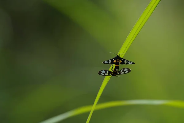 Nahaufnahme Schöner Insekten Auf Verschwommenem Naturhintergrund — Stockfoto
