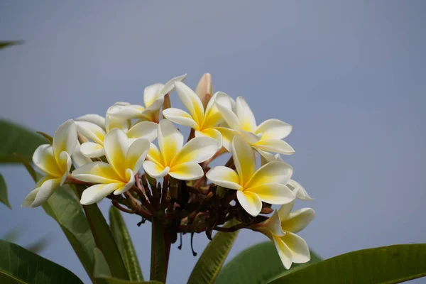 Fiori Plumeria Giardino — Foto Stock